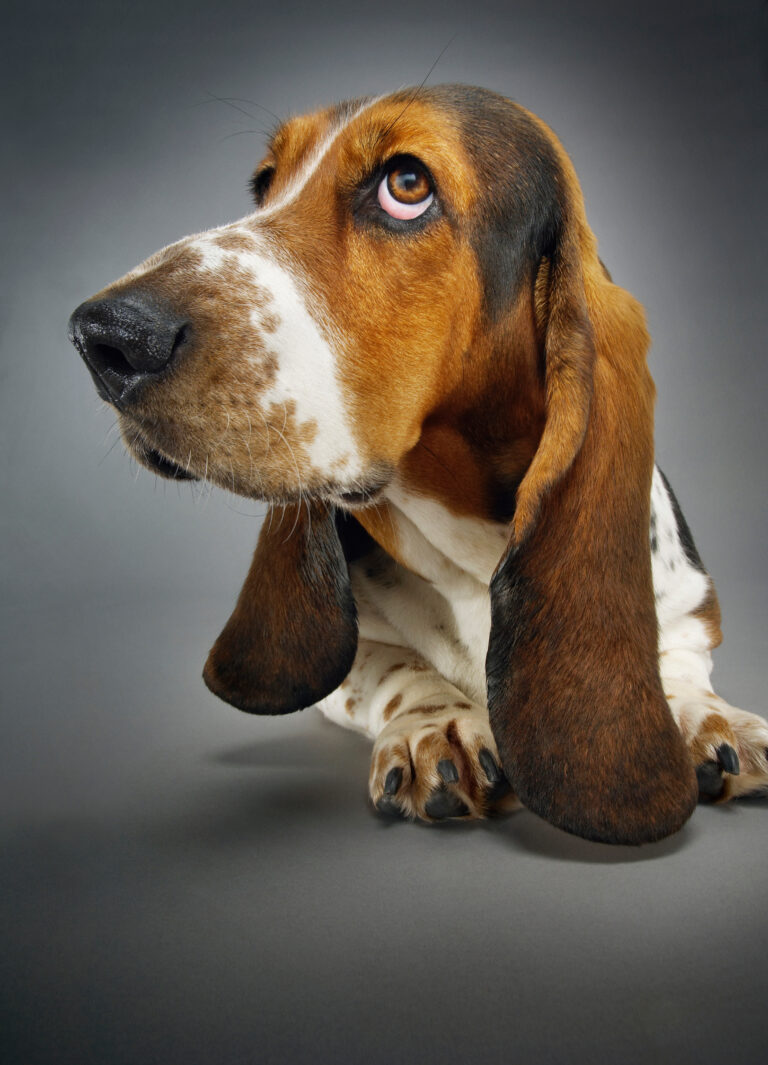Top 10 des chiens aux plus longues oreilles Chien Basset Hound
