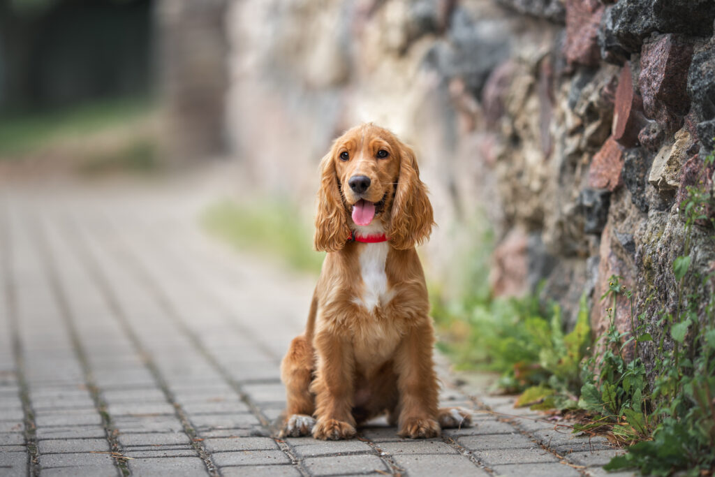 Chien Cocker Anglais