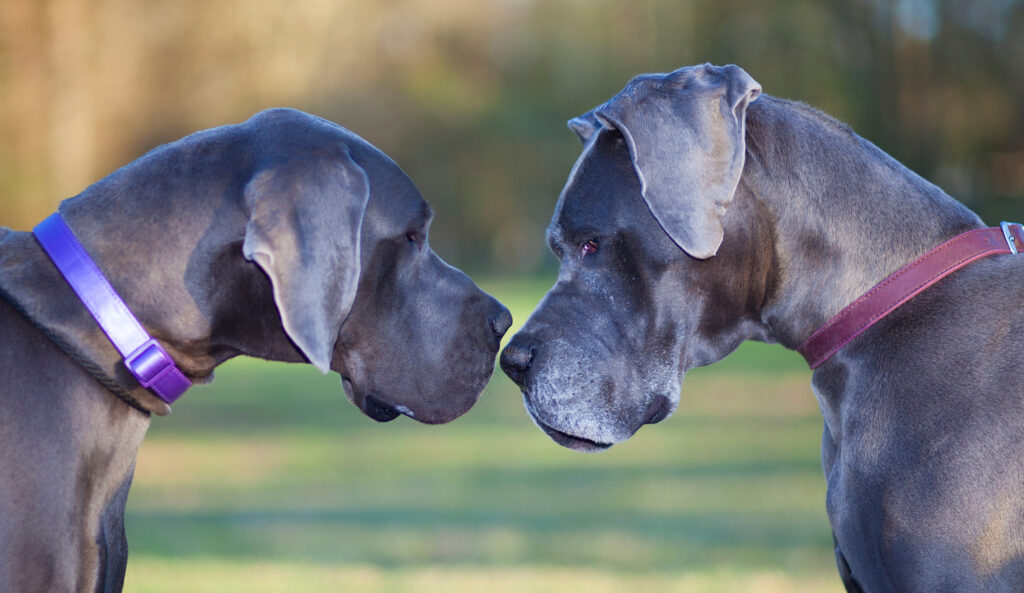 Chien Dogue Allemand