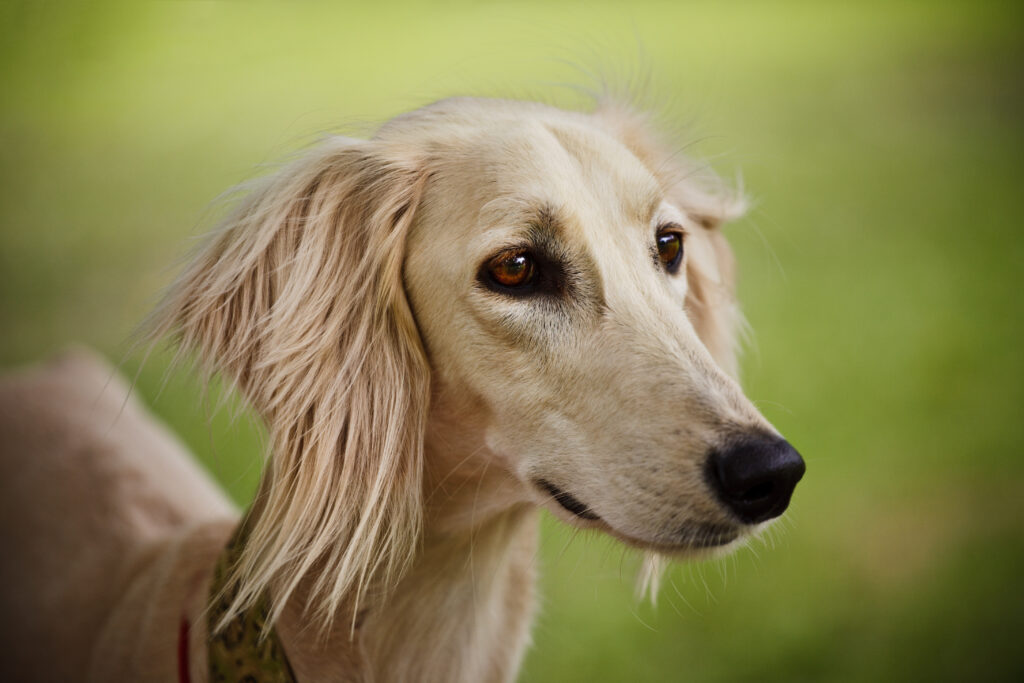 Chien Saluki